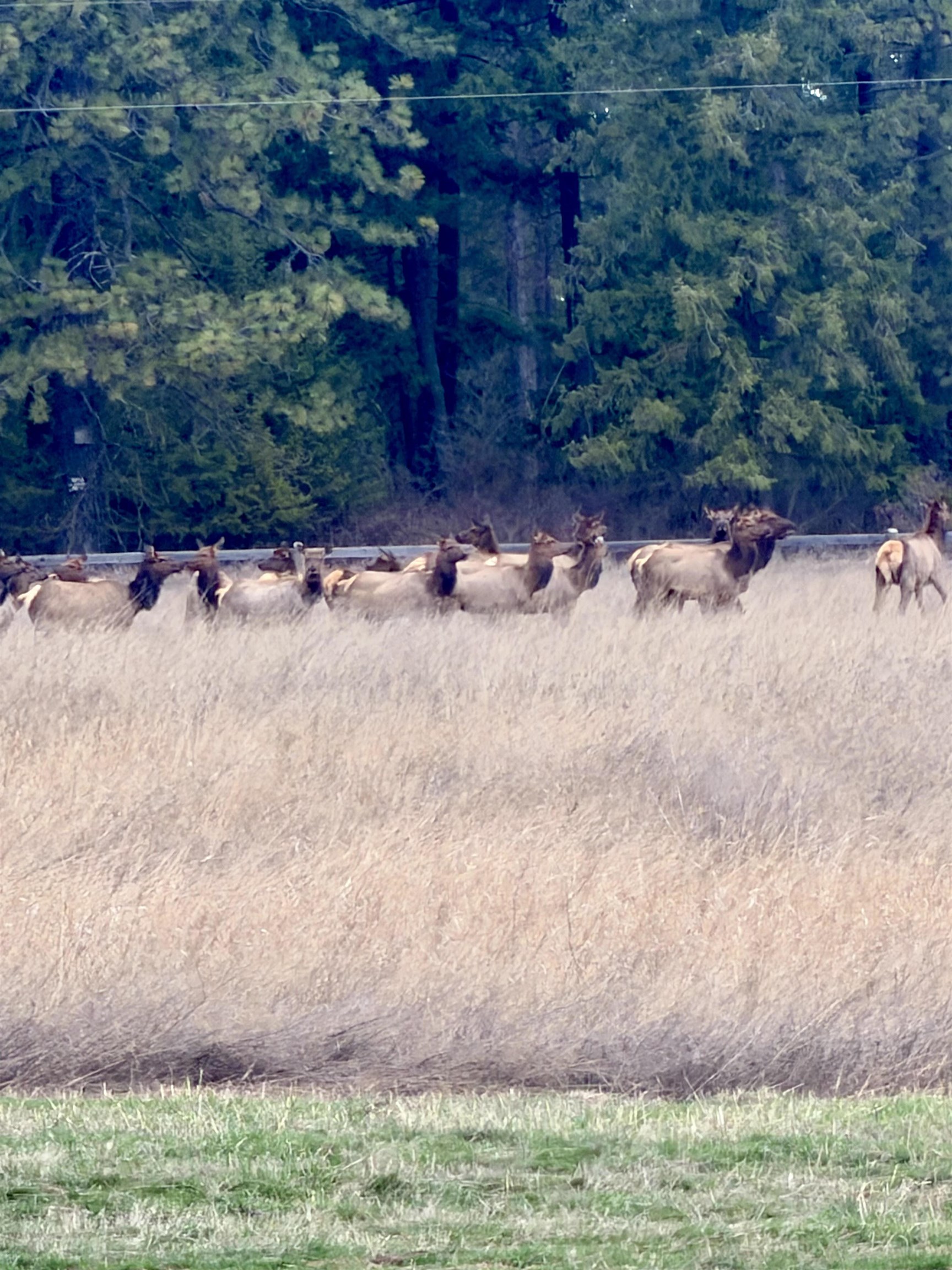 24416 North Orchard Bluff Road Chattaroy, WA 99003 - Photo 49 of 50