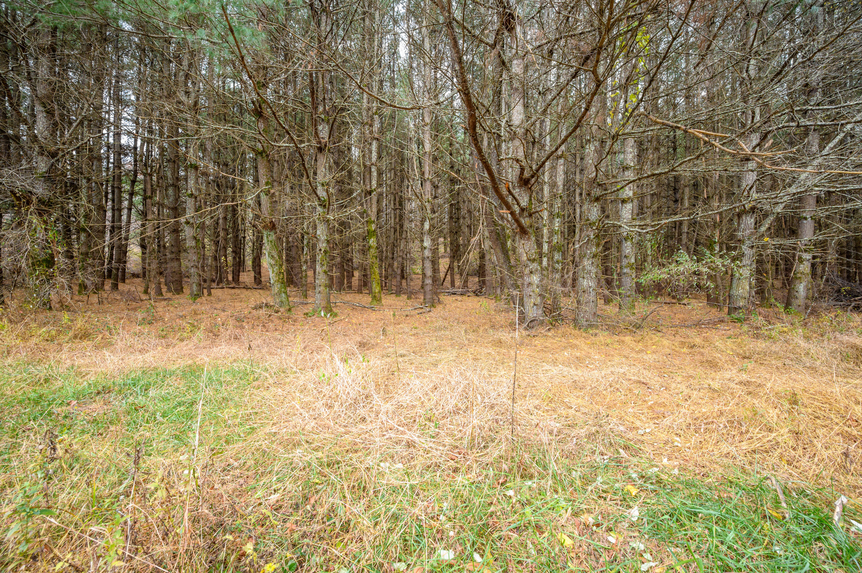 3150 Stonewall Road Northeast Check, VA 24072 - Photo 4 of 17 a view of yard