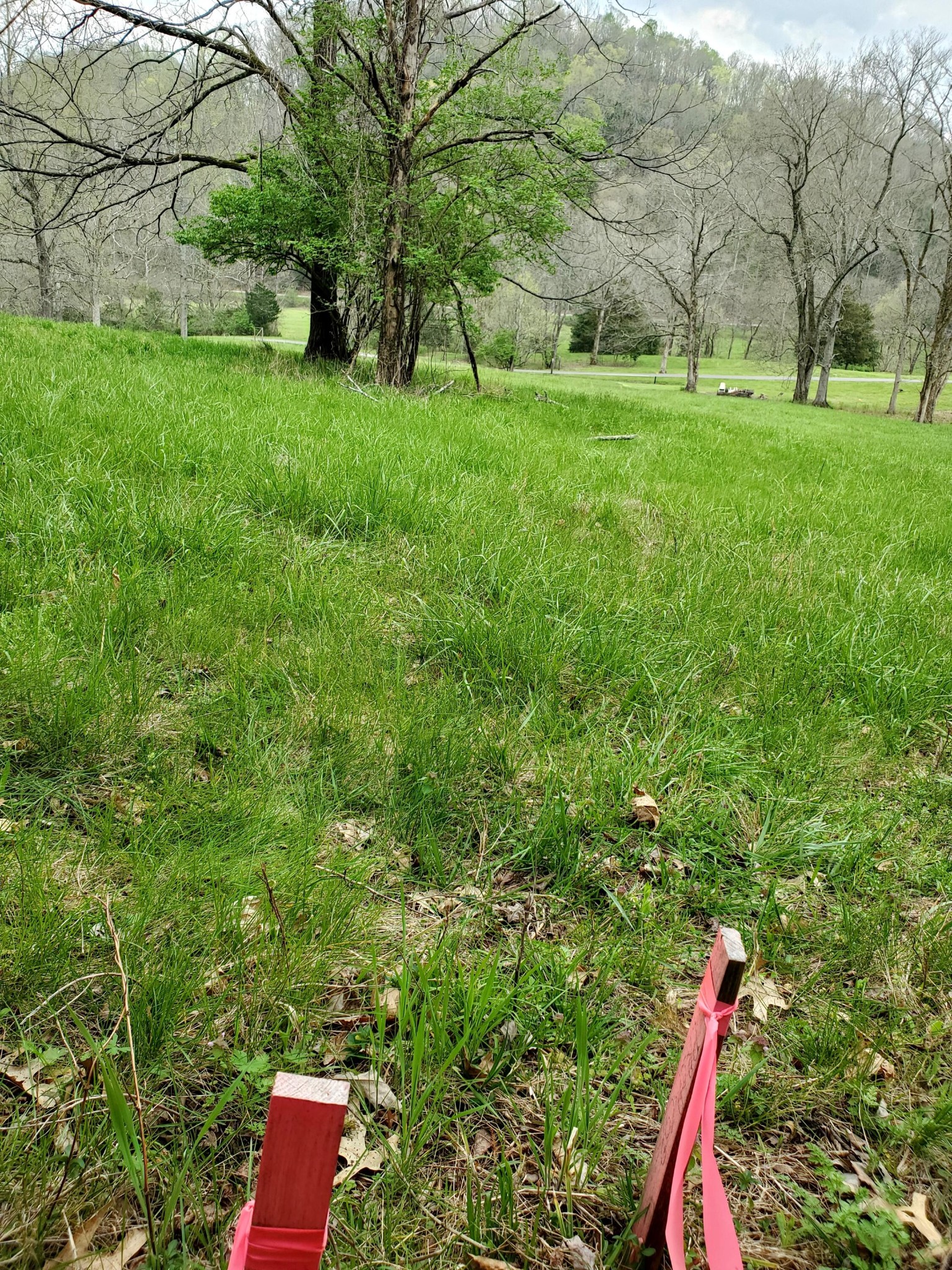 7412 River Rd Pike Nashville, TN 37209 - Photo 26 of 27 a view of yard with green space and trees