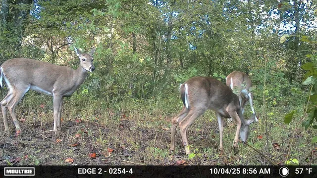 $650,000 | 1527 Glass Mill Road, Chickamauga, GA 30707