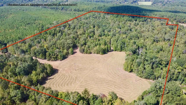 a view of a forest with trees