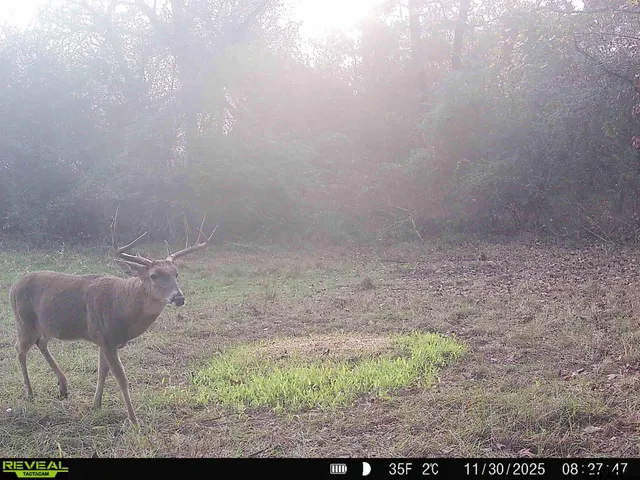 a view of a dry yard