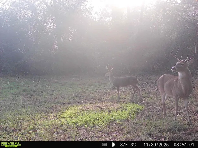 a view of a backyard with furniture