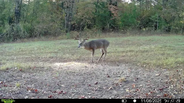 a view of a yard in a field