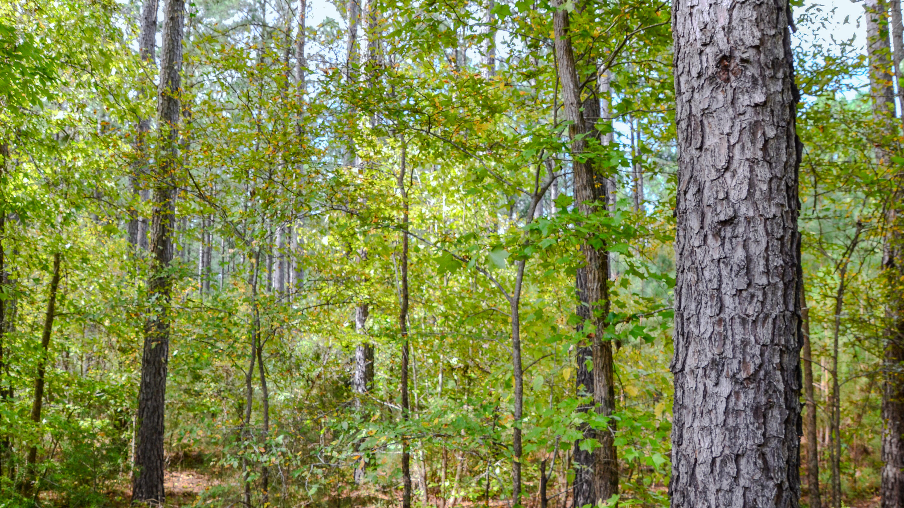 0 West Asbury Road Pacolet, SC 29372 - Photo 3 of 7 Asbury Road West Land for Sale in South