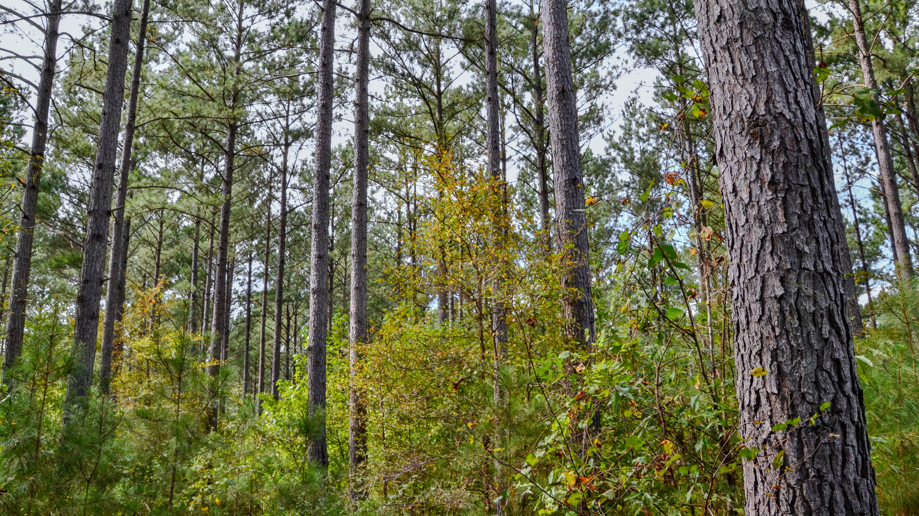 0 West Asbury Road Pacolet, SC 29372 - Photo 5 of 7 Asbury Road West Land for Sale in South
