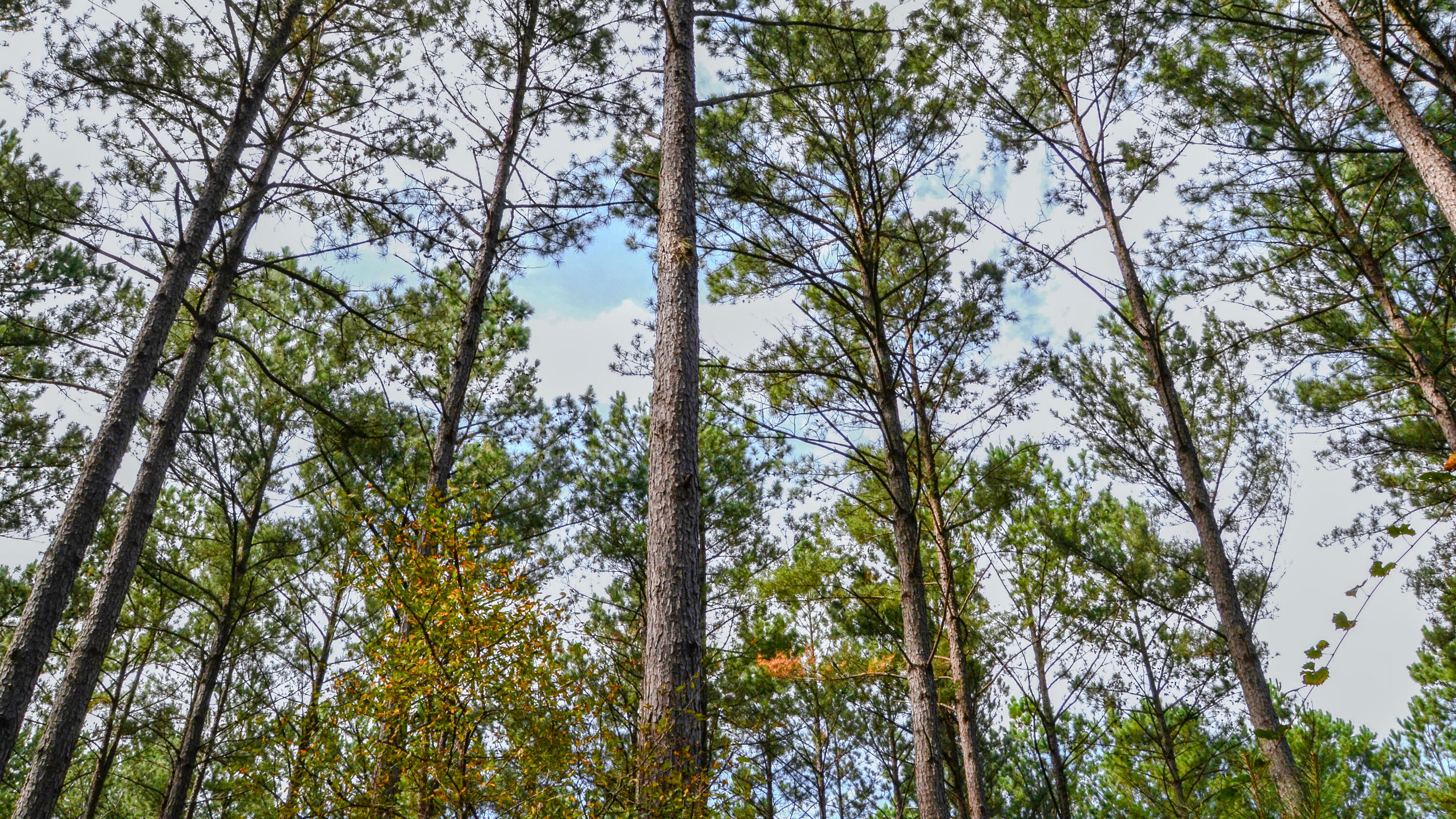 0 West Asbury Road Pacolet, SC 29372 - Photo 6 of 7 Asbury Road West Land for Sale in South