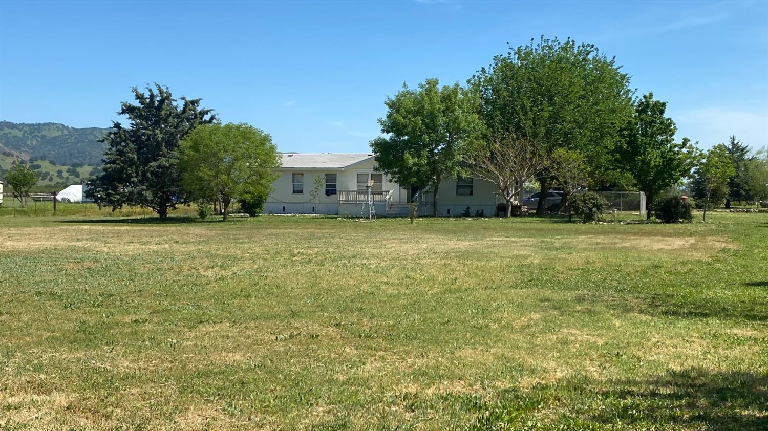 a view of a large trees with a big yard