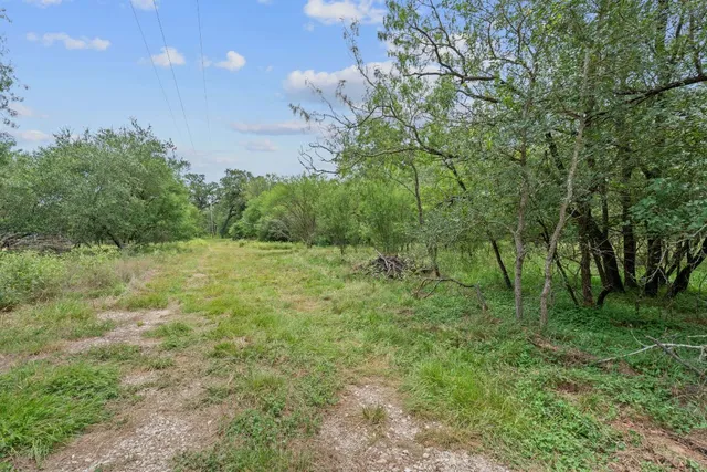 a view of a green field with plants and large trees