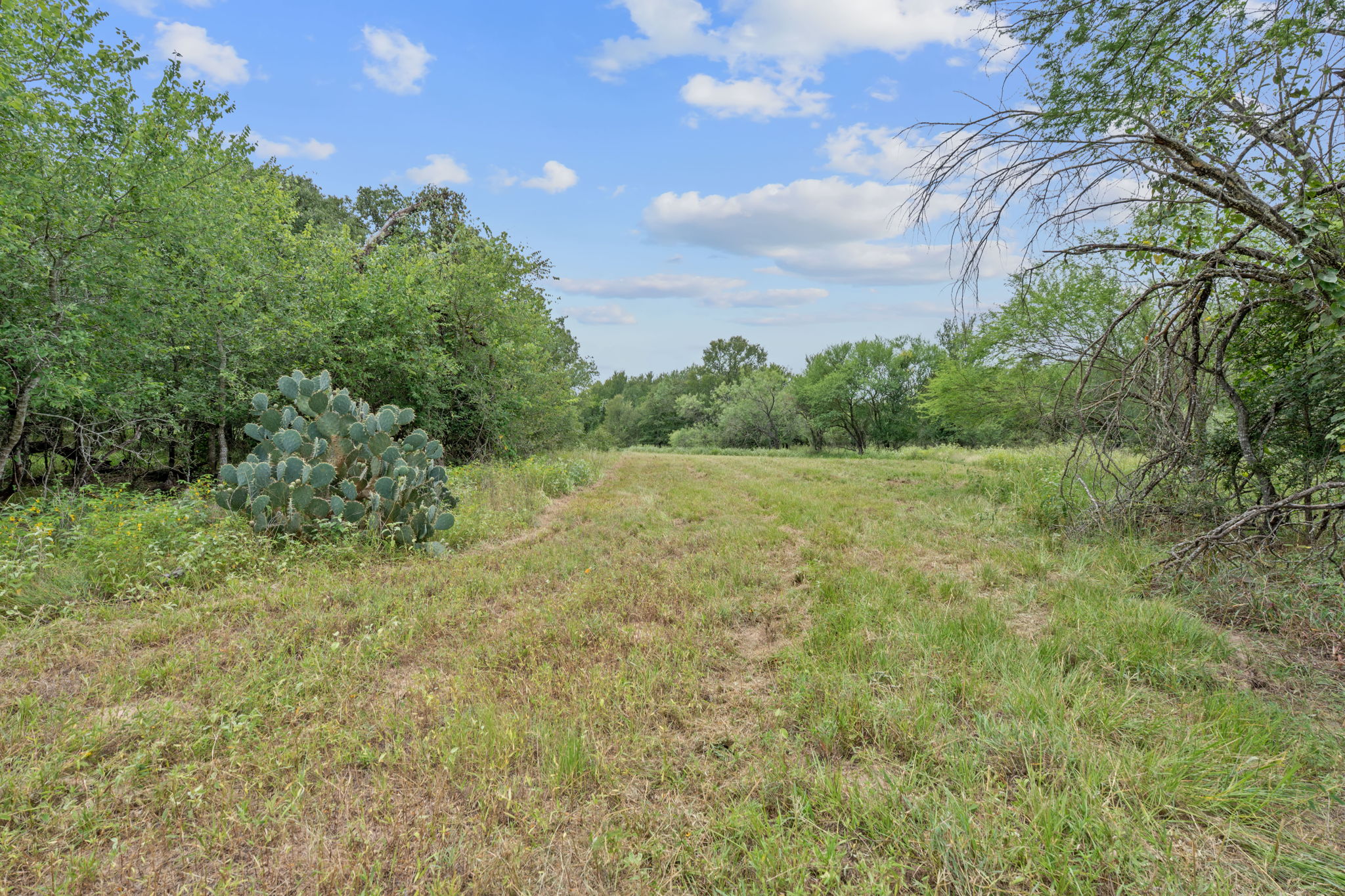 3597 Baker Road Kingsbury, TX 78638 - Photo 23 of 39 a view of a field with trees in the background