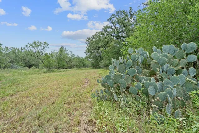 a view of a field with plants and trees