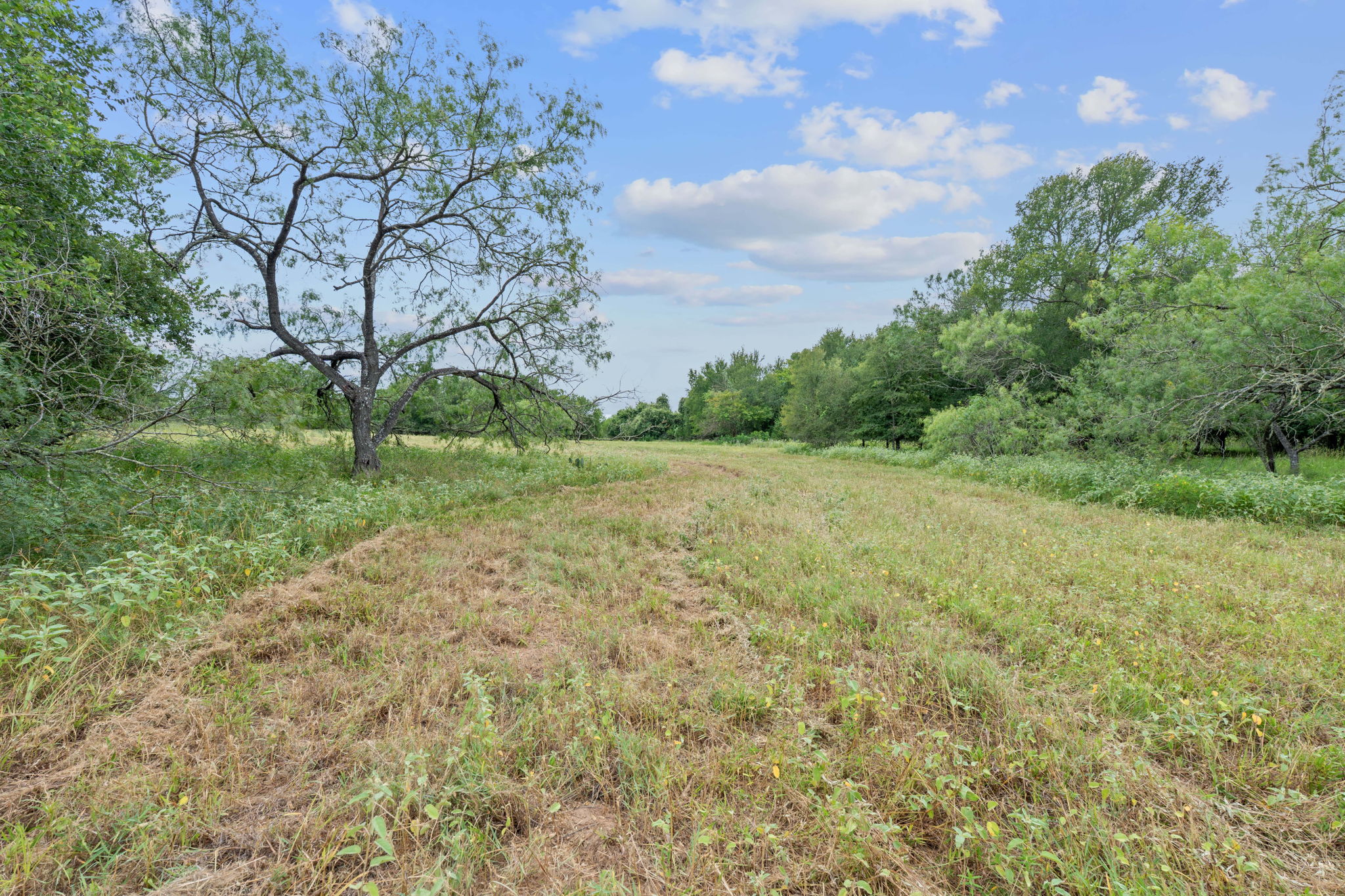 3597 Baker Road Kingsbury, TX 78638 - Photo 25 of 39 a view of a field with plants and trees