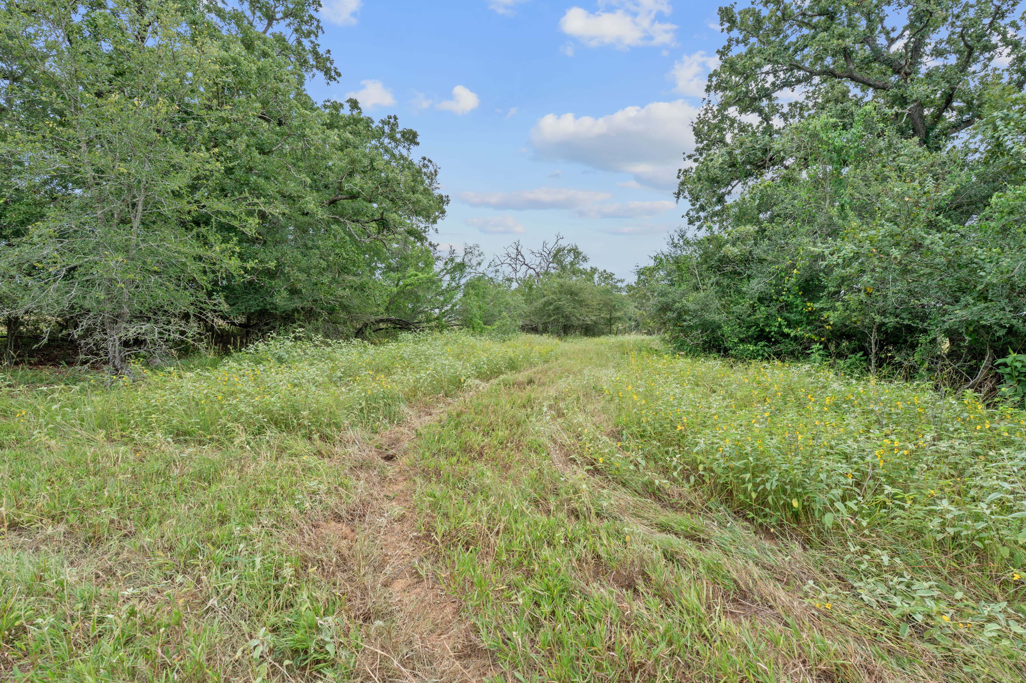 3597 Baker Road Kingsbury, TX 78638 - Photo 28 of 39 a view of a lush green space and trees