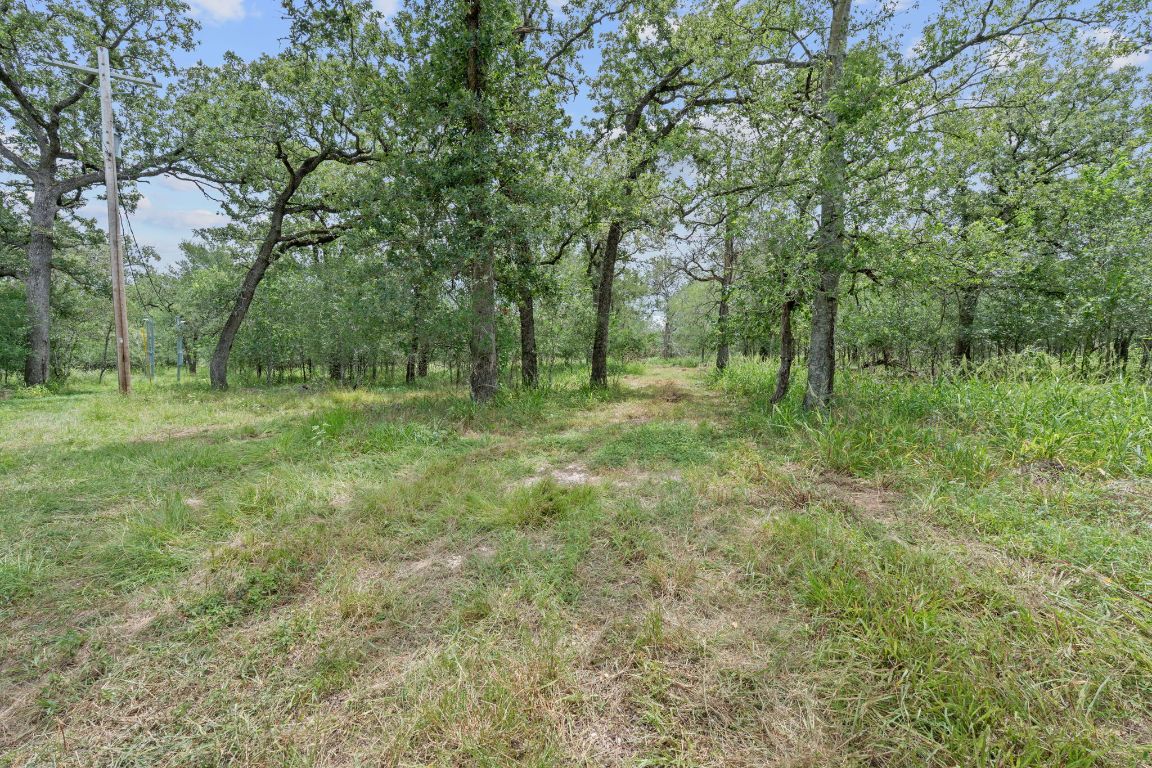 3597 Baker Road Kingsbury, TX 78638 - Photo 35 of 39 a big yard with lots of green space and deers