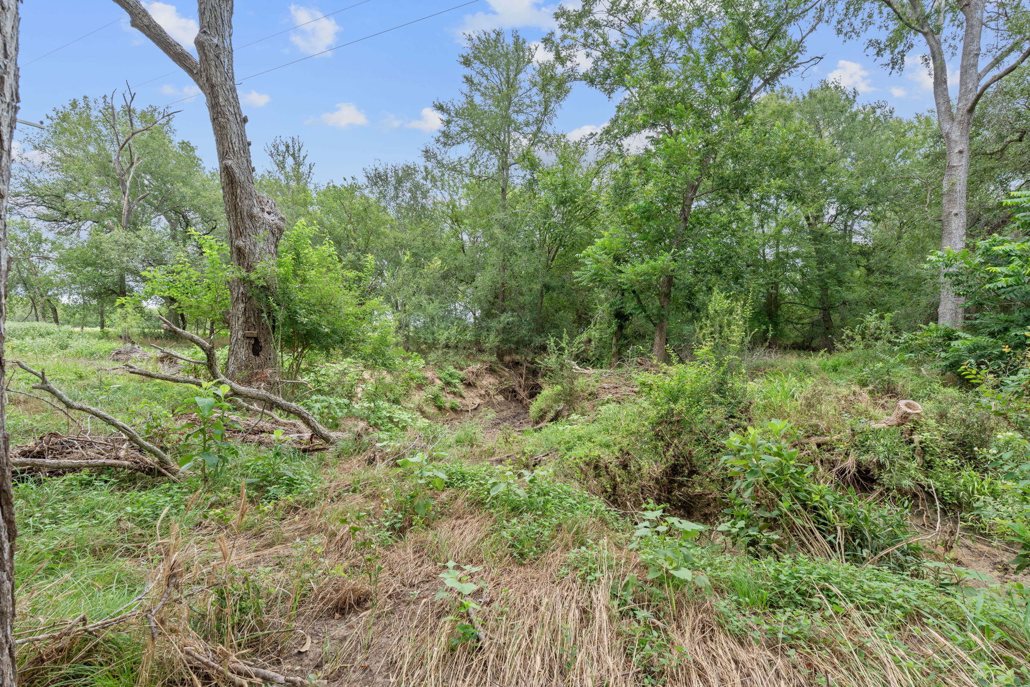 3597 Baker Road Kingsbury, TX 78638 - Photo 38 of 39 a view of a lush green forest