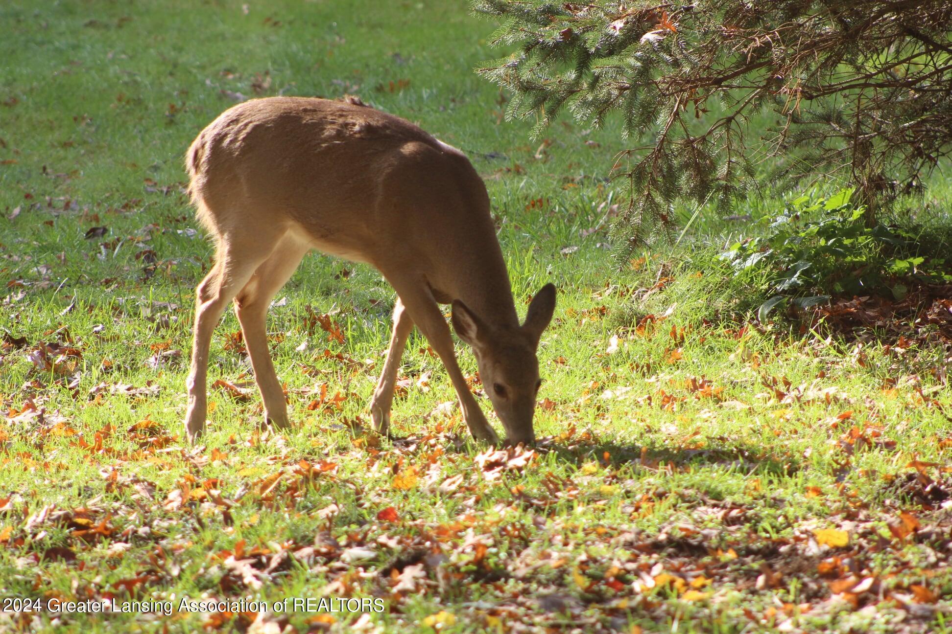351 Newman Road Okemos, MI 48864 - Photo 46 of 46 deer
