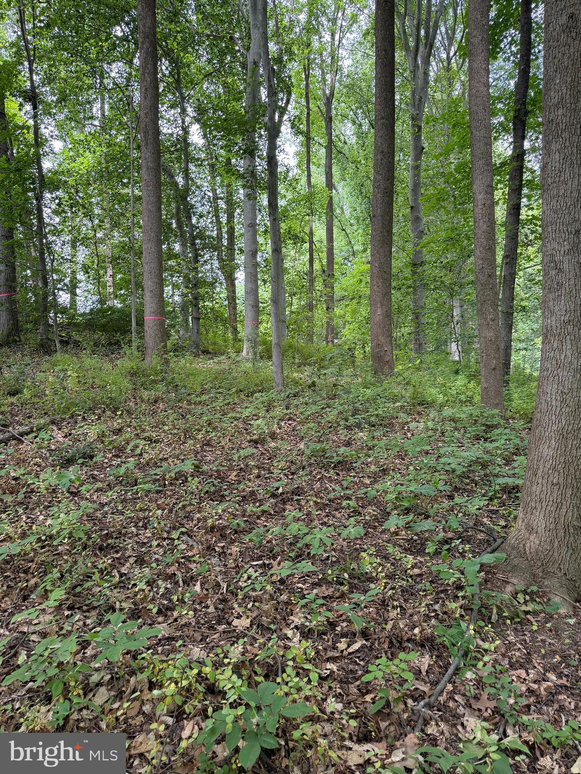 Ragan Road Conowingo, MD 21918 - Photo 2 of 7