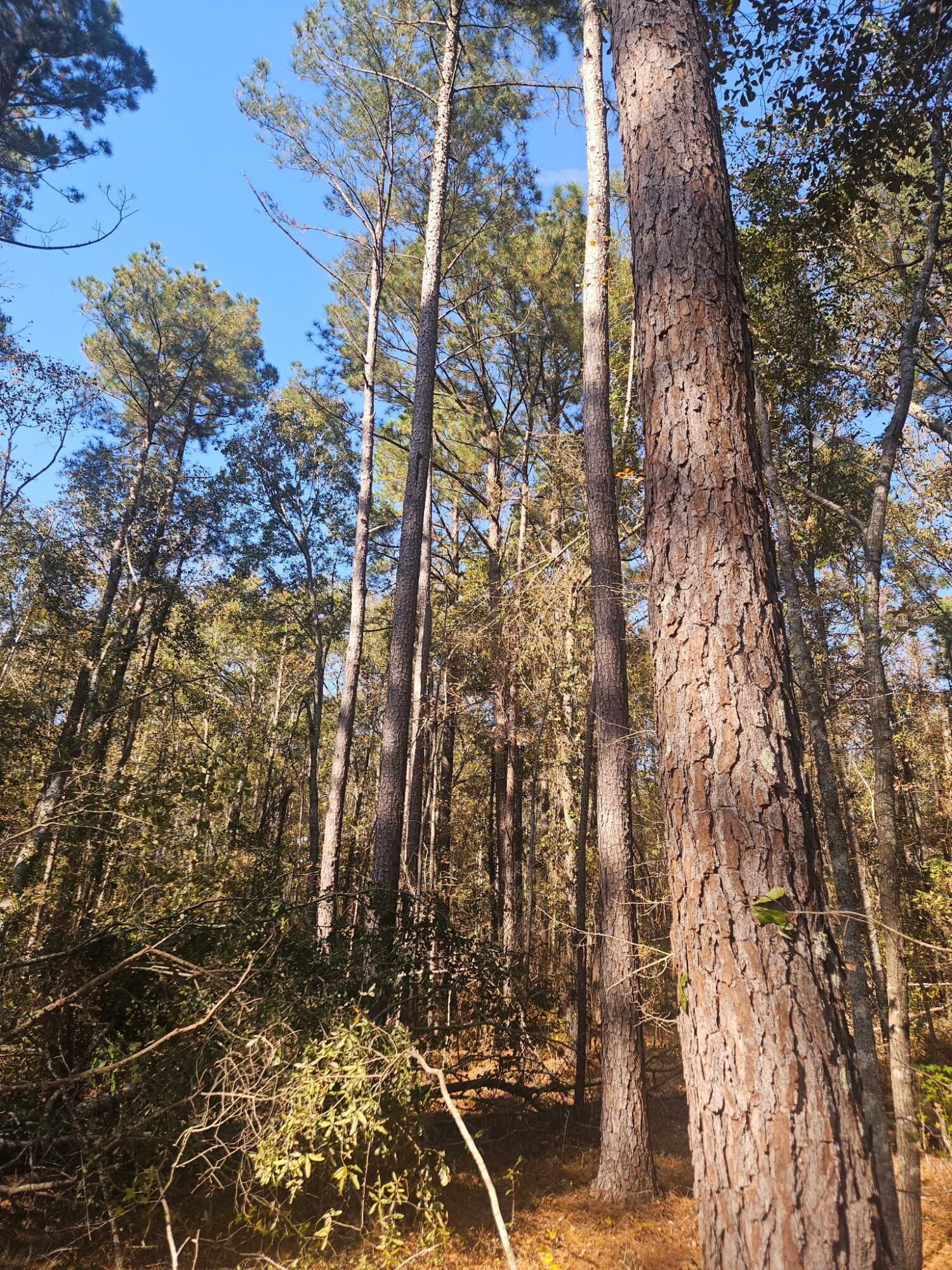 3979 Campground Road Wrens, GA 30833 - Photo 2 of 6 Mature Beautiful Timber