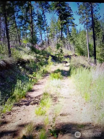 a view of a yard with plants and large trees