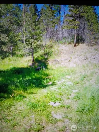 a view of a yard with plants and large trees