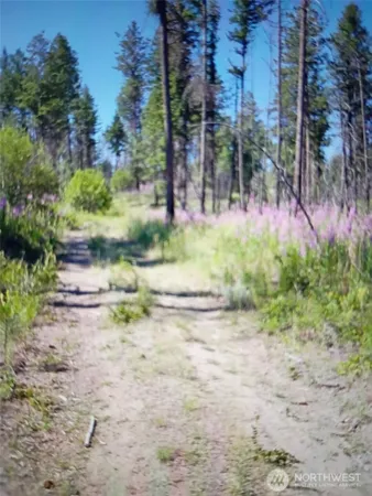 a view of a yard with plants and trees