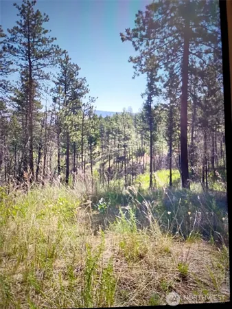 a view of a yard with large trees