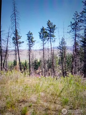 a view of a yard with a tree