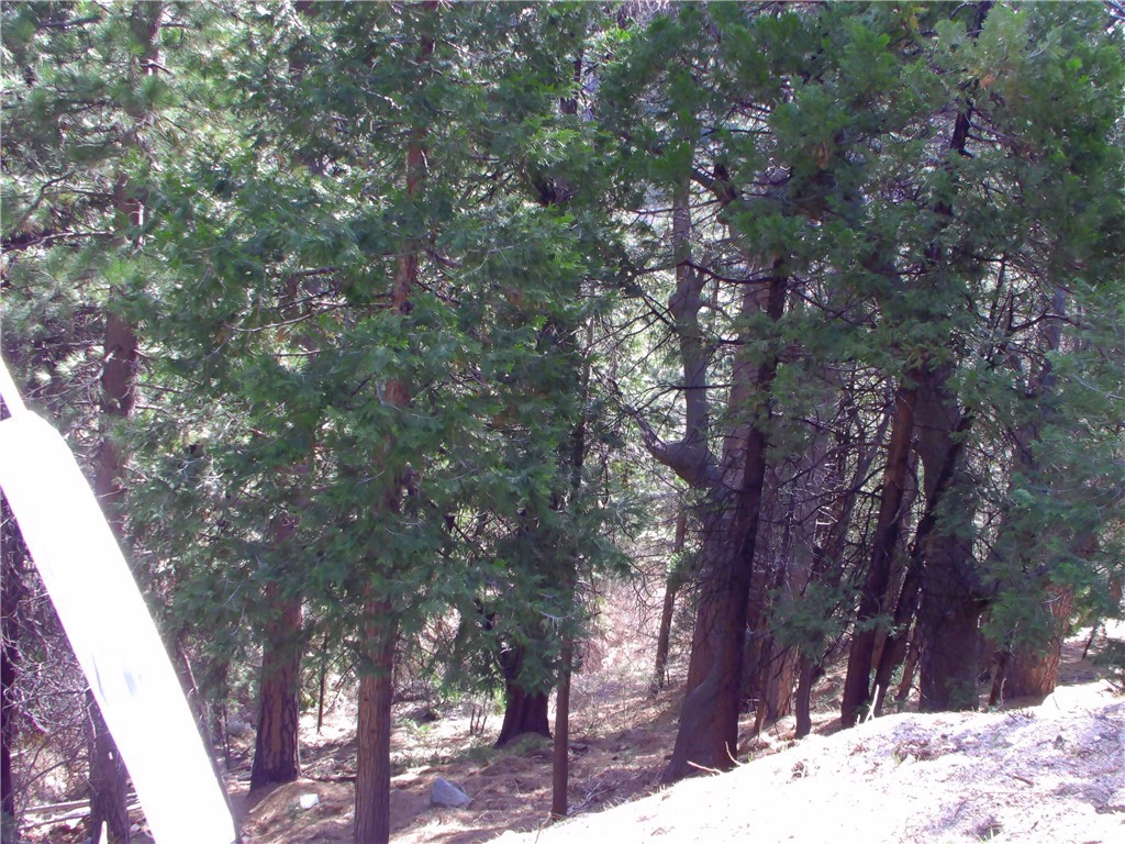 2379 Spring Oak Drive Running Springs, CA 92382 - Photo 3 of 3 a backyard of a house with a tree