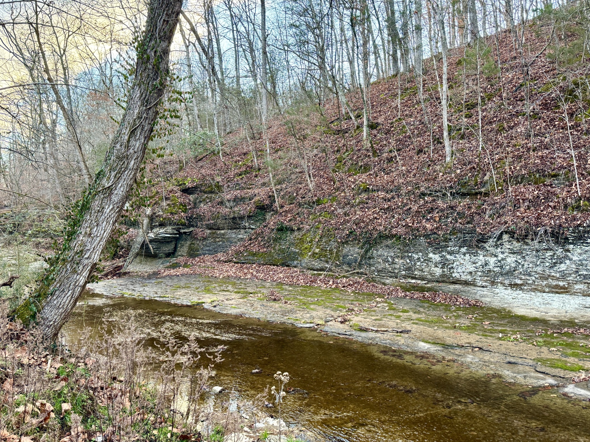 3332 Abednego Road Greenbrier, TN 37073 - Photo 13 of 86 a view of a yard with large trees