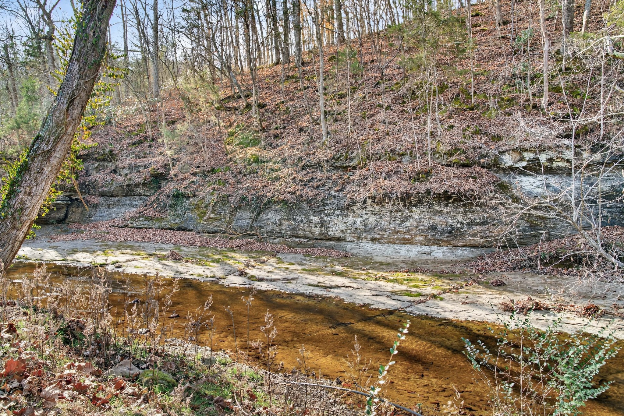 3332 Abednego Road Greenbrier, TN 37073 - Photo 22 of 86 a view of large trees with a yard