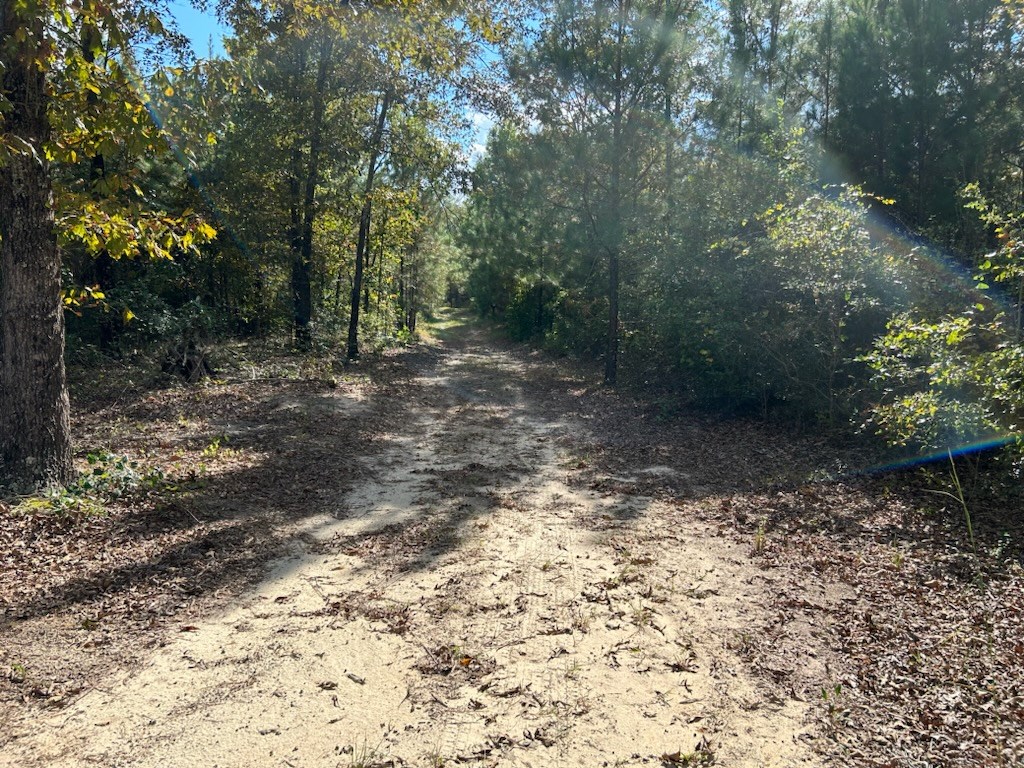 1300 Dr Brooks Road Box Springs, GA 31801 - Photo 5 of 16 a view of a yard with plants and trees
