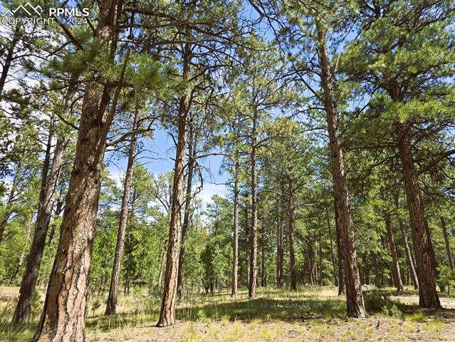 0 Meridian Road Colorado Springs, CO 80908 - Photo 12 of 21