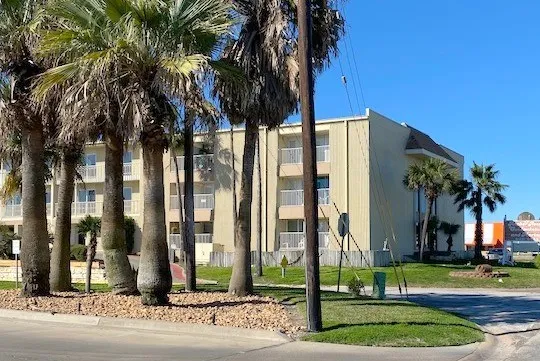 a view of a park with a palm tree