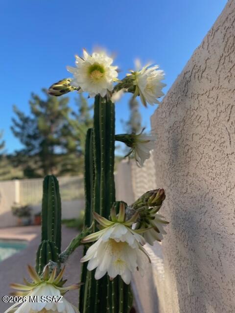 428 Camino Canoa Rio Rico, AZ 85648 - Photo 43 of 43 Cactus in Bloom