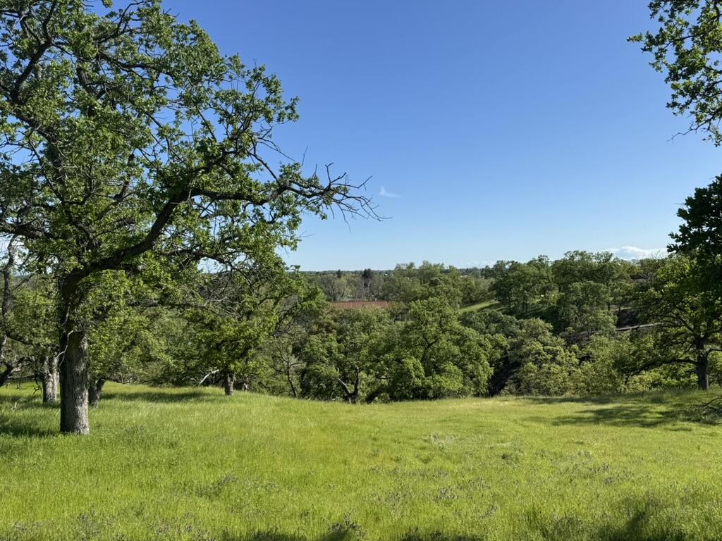 a view of grassy field with trees