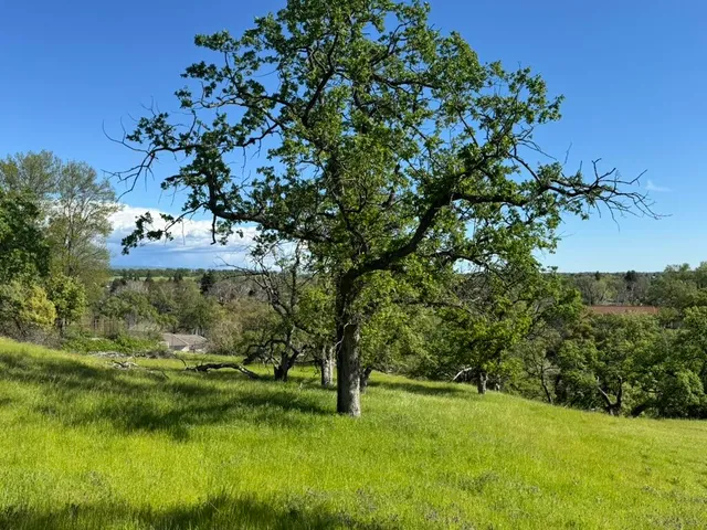 a view of a garden with a tree