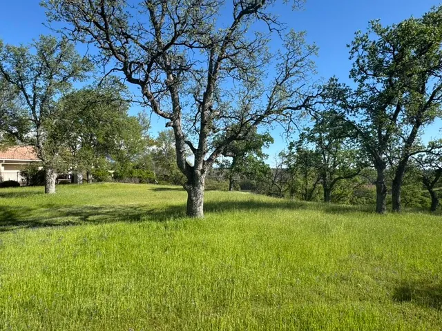 a view of a trees with a yard