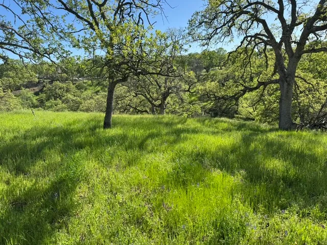 a view of a lush green space