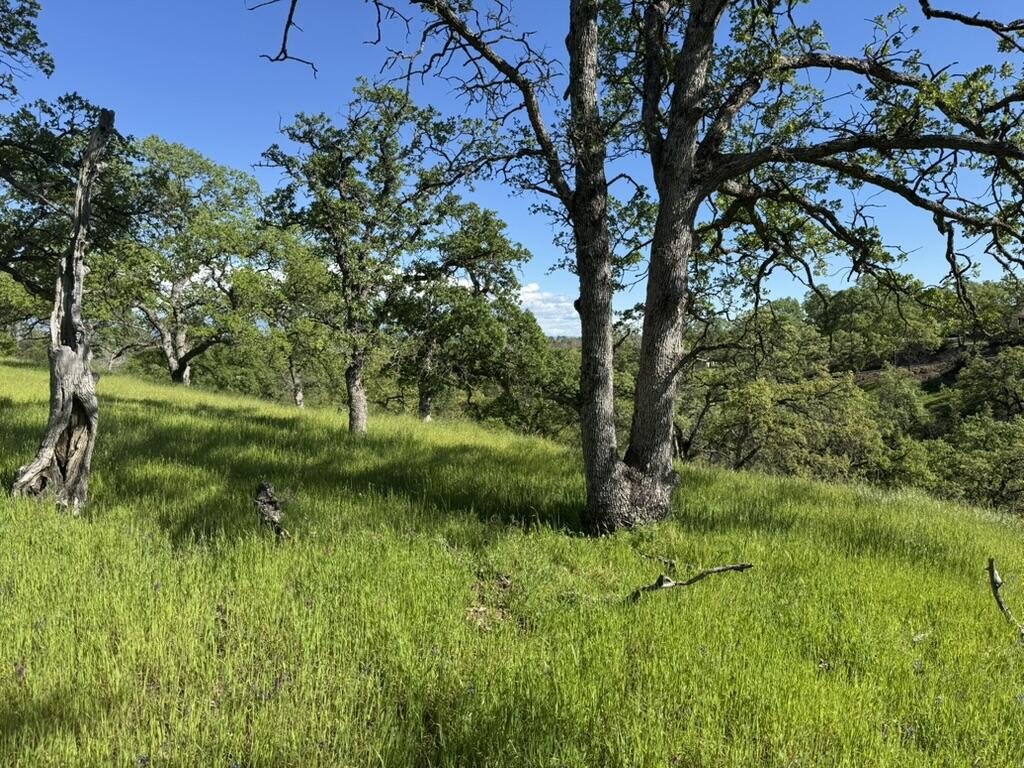 22545 Rio Robles Drive Red Bluff, CA 96080 - Photo 8 of 24 BECD29C4-7D70-4E95-B242-ED0650EADFC2_1_1