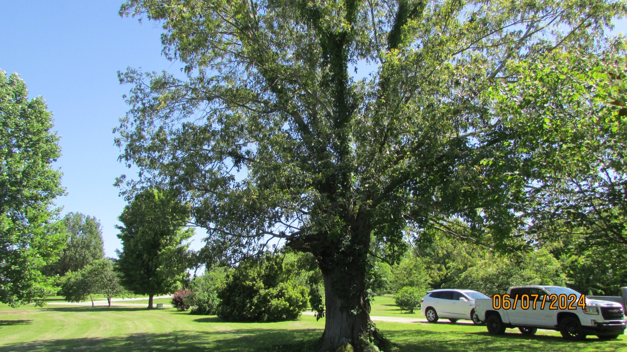 380 Lanning Road Lawrenceburg, TN 38464 - Photo 49 of 54 a car parked in front of a tree