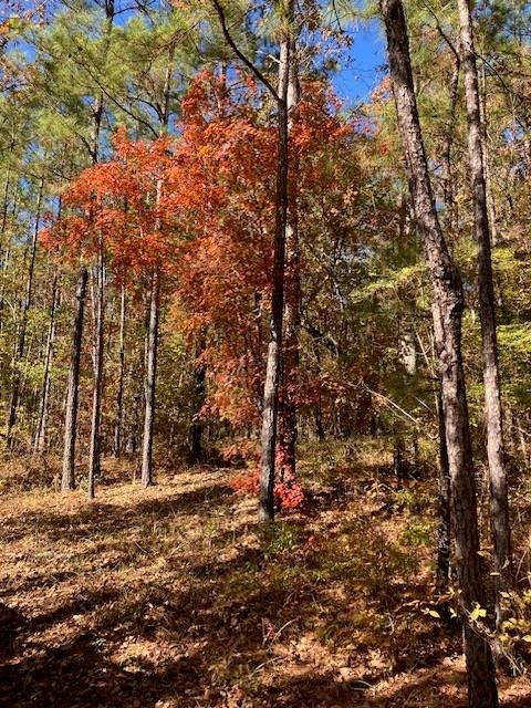 227 Collins Road Natchitoches, LA 71457 - Photo 7 of 28
