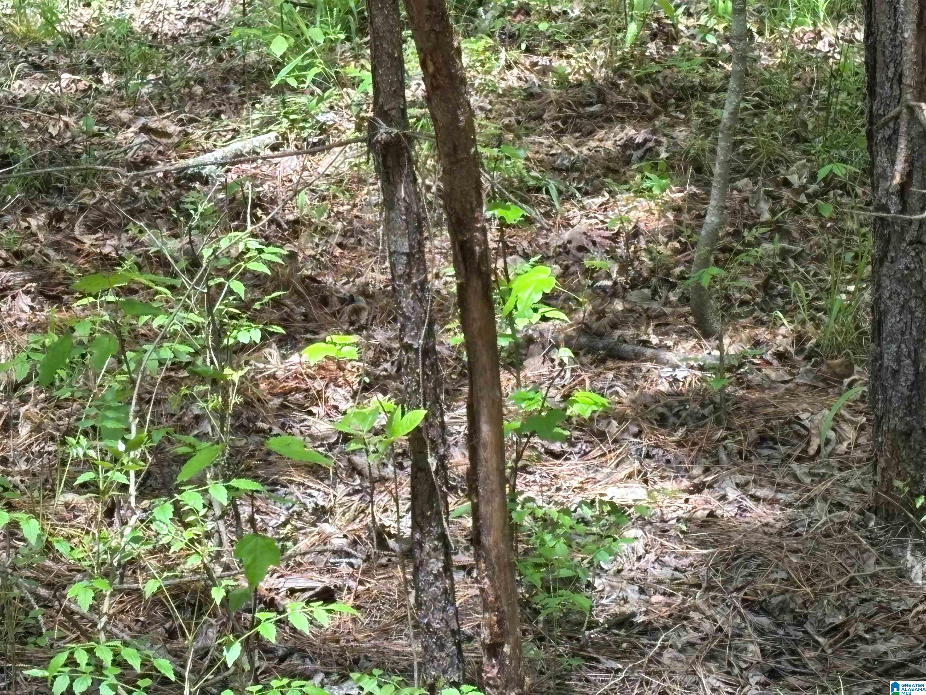498 Blackwood Road, Unit 14 9 ACRES Parrish, AL 35580 - Photo 9 of 50