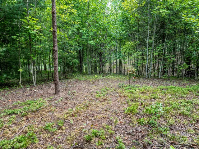 a view of a forest with trees in the background