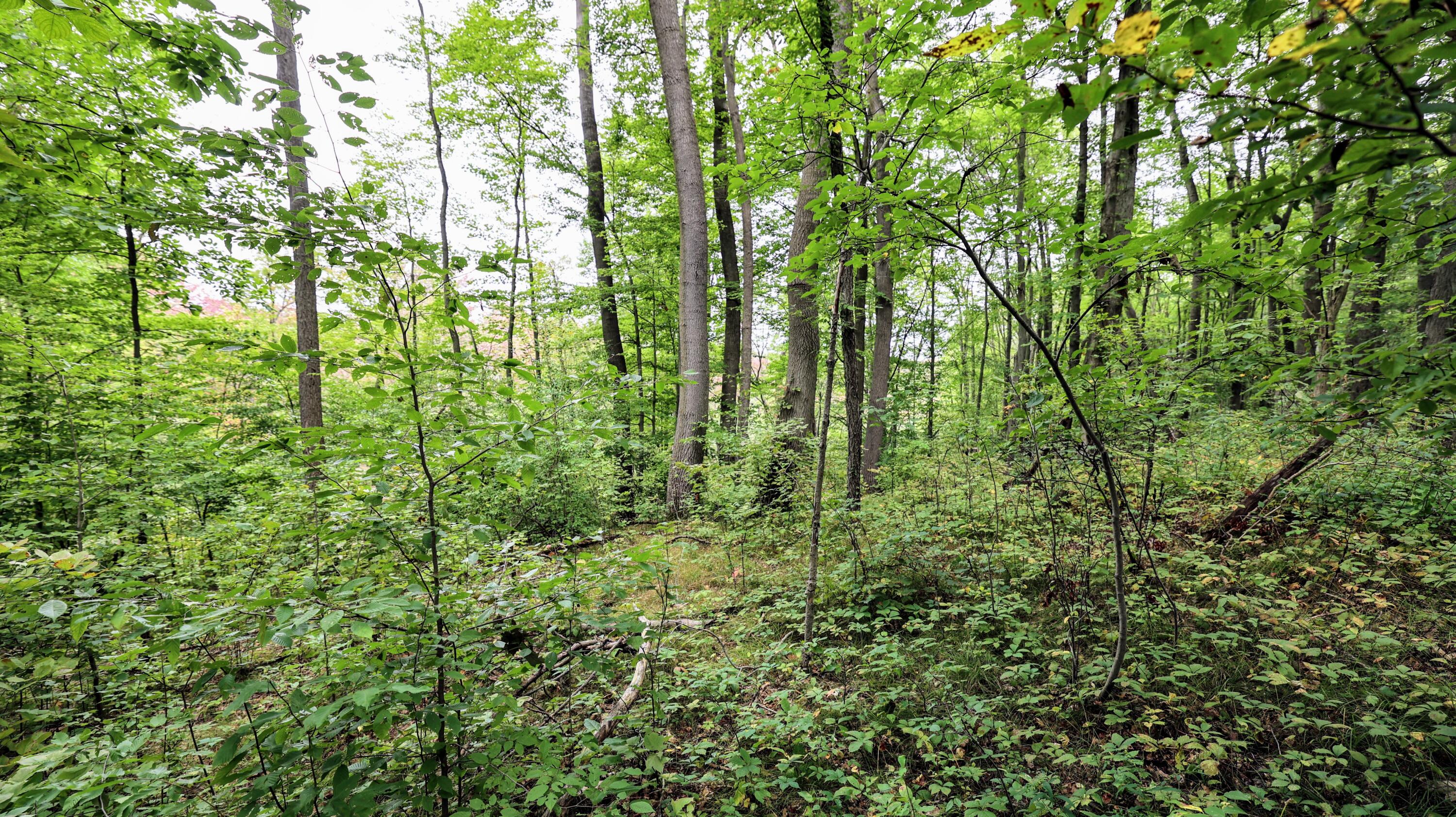 Vl Keyes Road Bellevue, MI 49021 - Photo 14 of 23 14