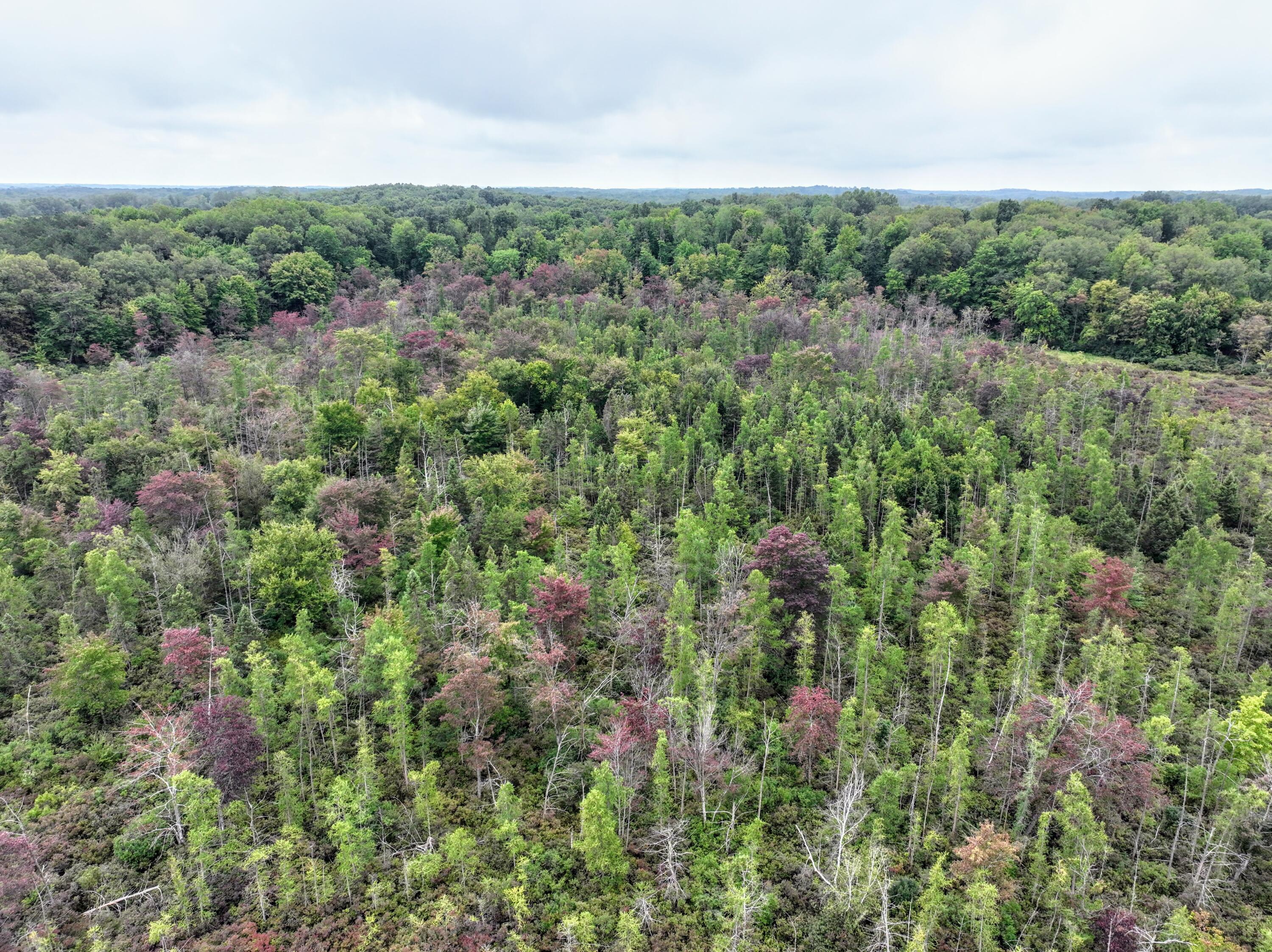 Vl Keyes Road Bellevue, MI 49021 - Photo 5 of 23 5