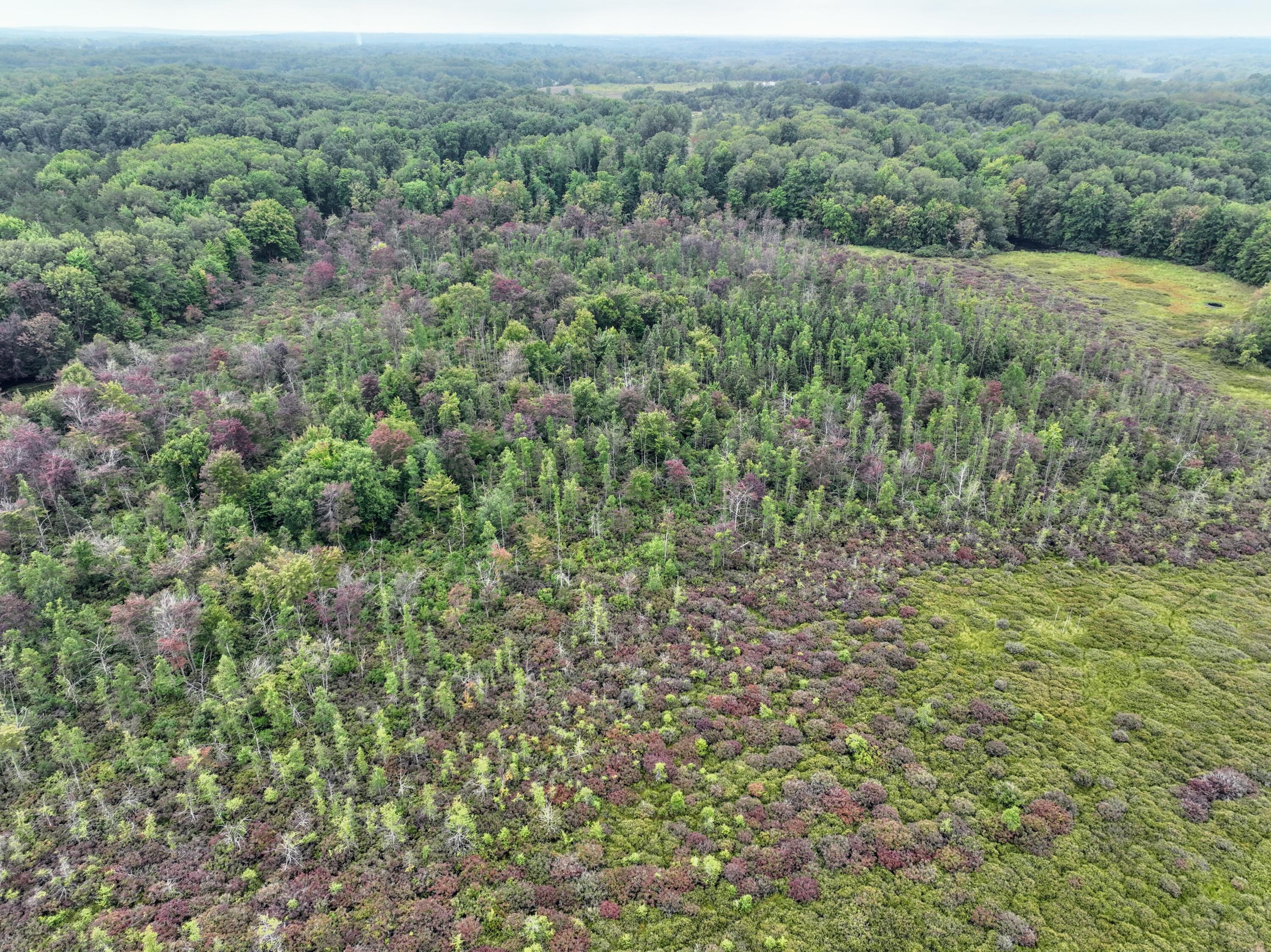 Vl Keyes Road Bellevue, MI 49021 - Photo 10 of 23 10