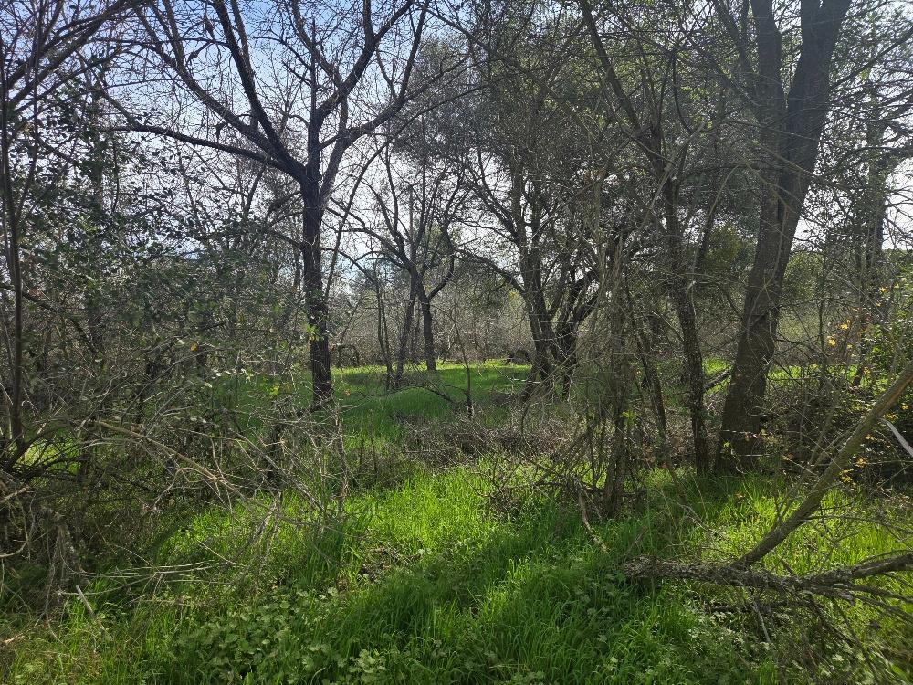 7824 Bollea Road Clements, CA 95227 - Photo 2 of 7 a view of a lush green forest