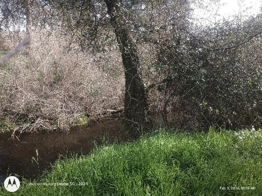 7824 Bollea Road Clements, CA 95227 - Photo 4 of 7 a close up of a plant