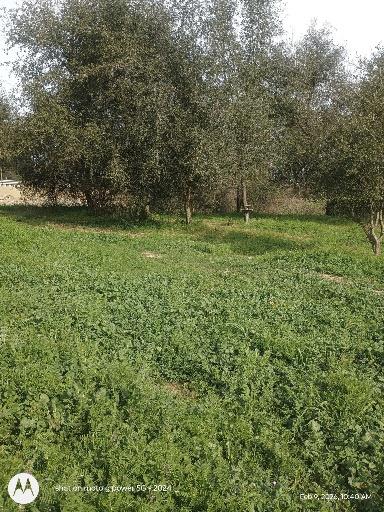 7824 Bollea Road Clements, CA 95227 - Photo 6 of 7 a view of outdoor space with deck and yard