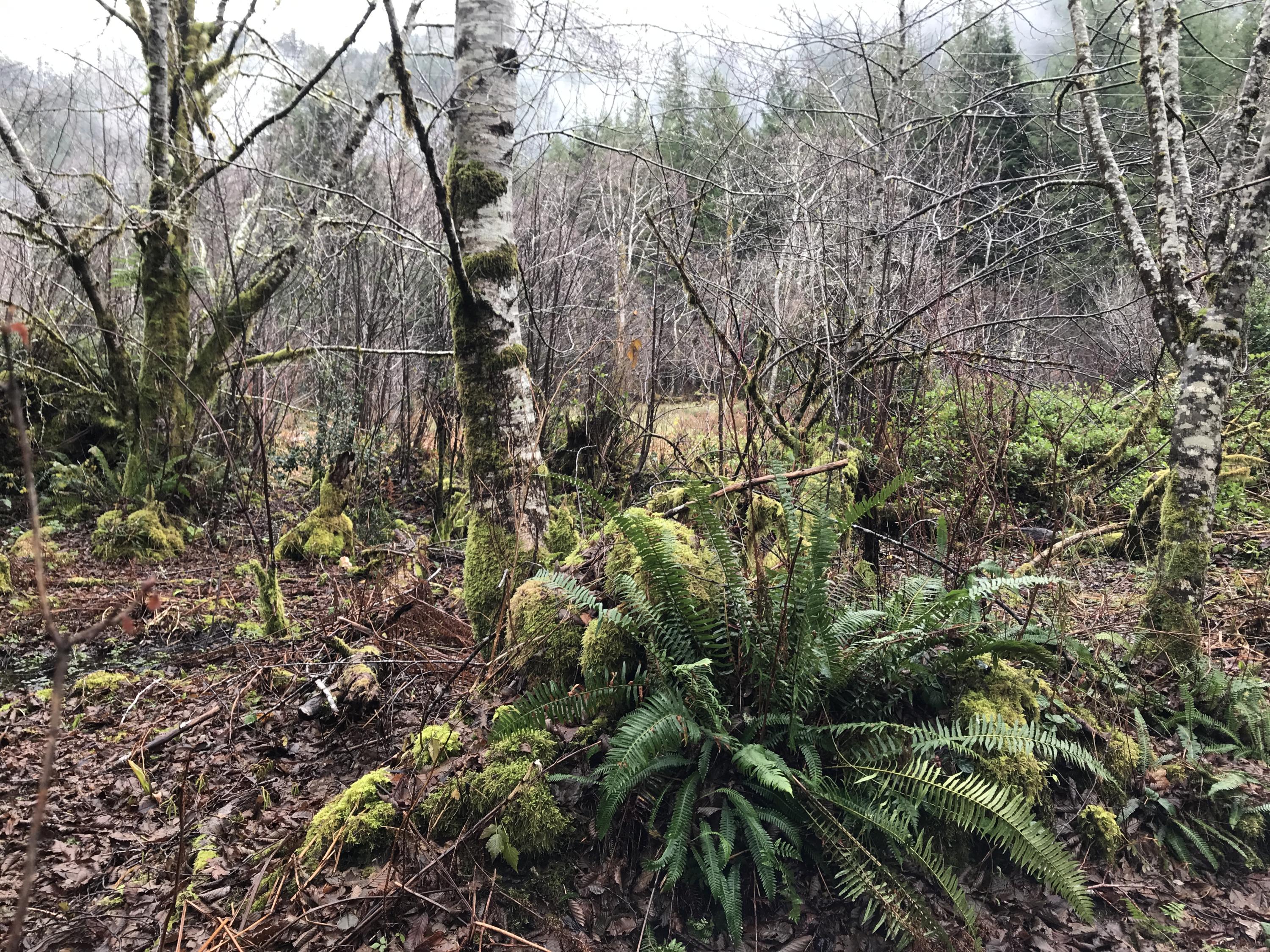 V/l Miami Foley Road Nehalem, OR 97131 - Photo 2 of 21 Lot